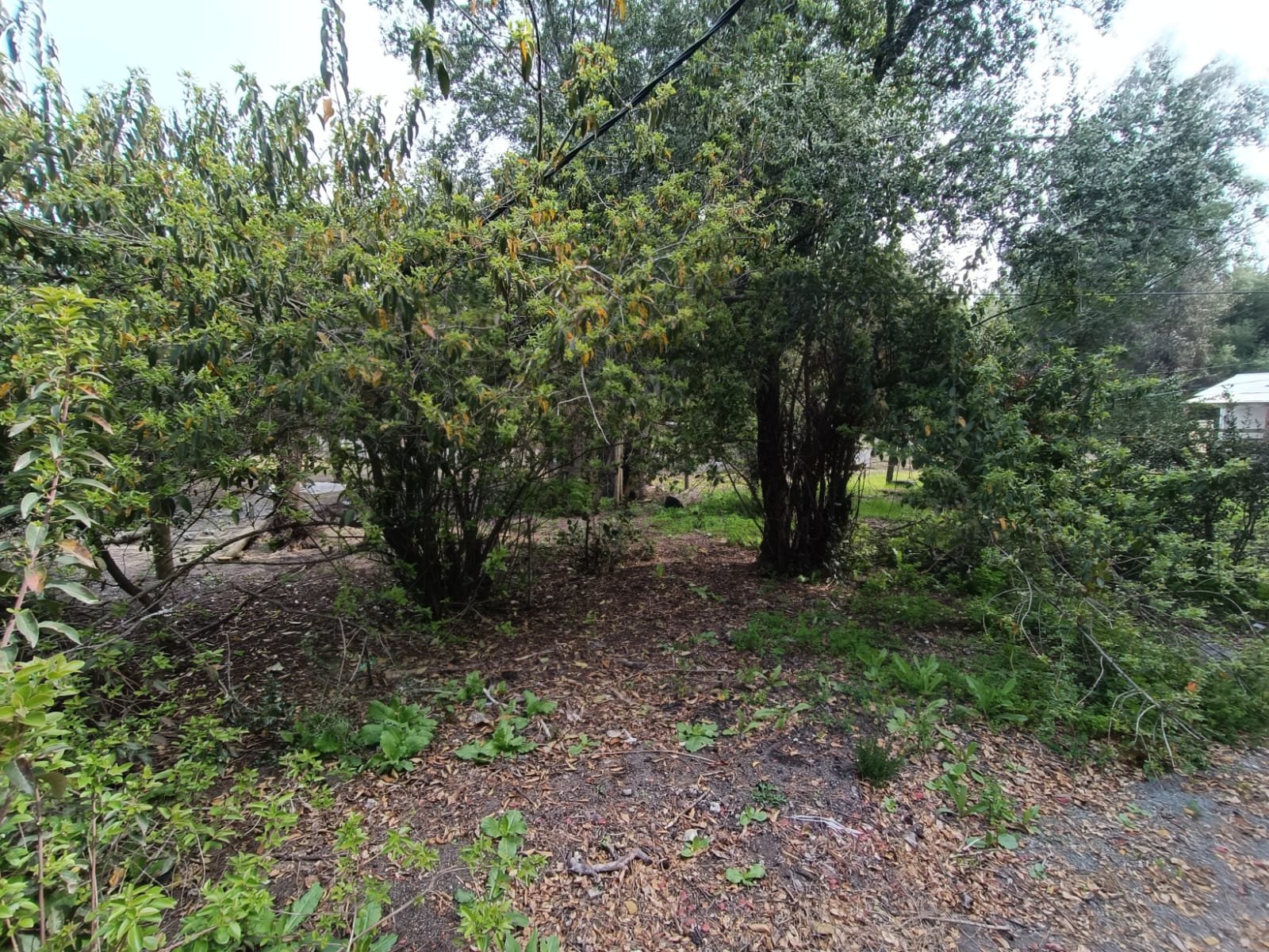 SE VENDE CAMPO DE 3,5 HECTÁREAS ORILLA DE CARRETERA LOS ÁNGELES