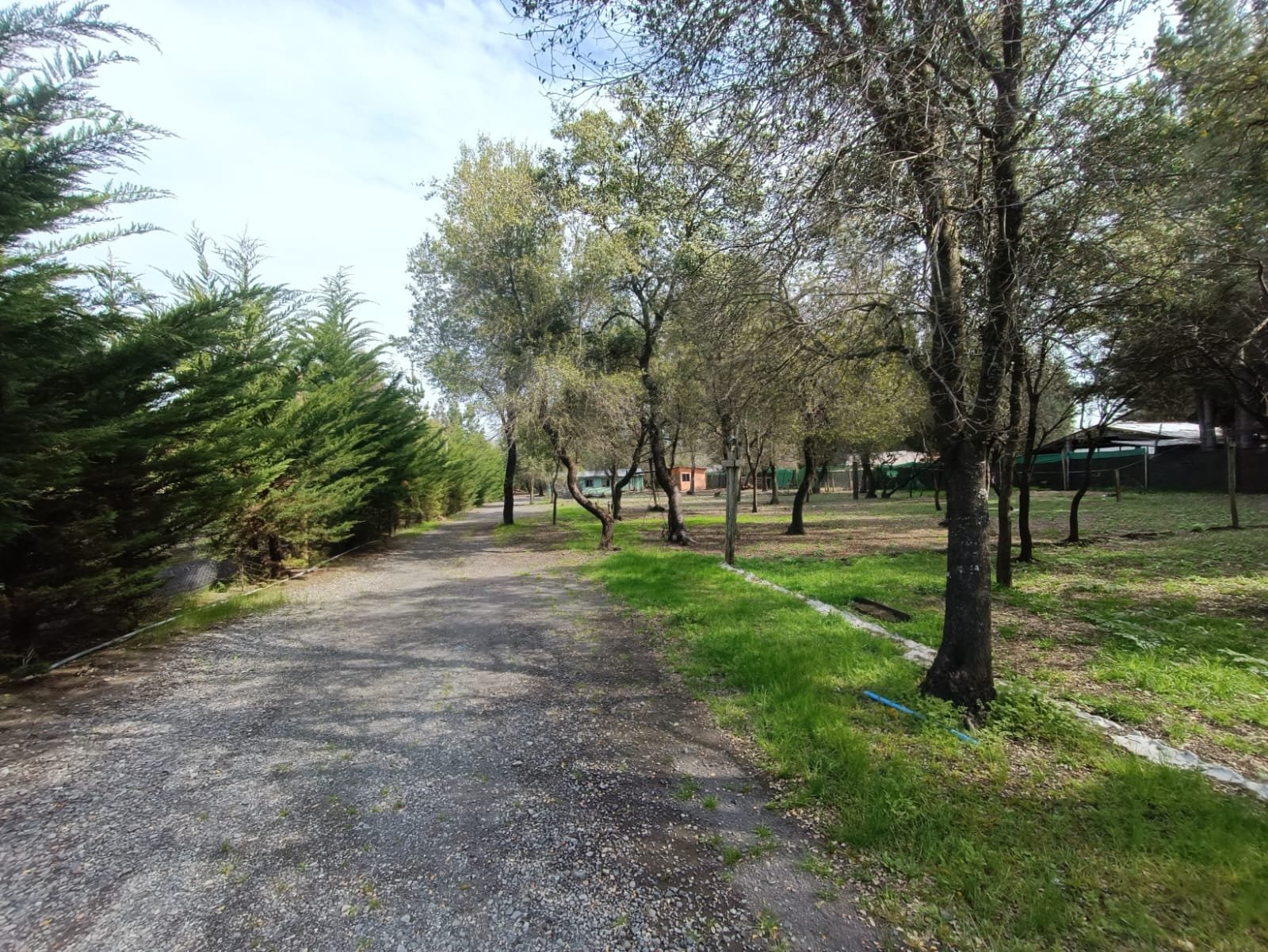 SE VENDE CAMPO DE 3,5 HECTÁREAS ORILLA DE CARRETERA LOS ÁNGELES