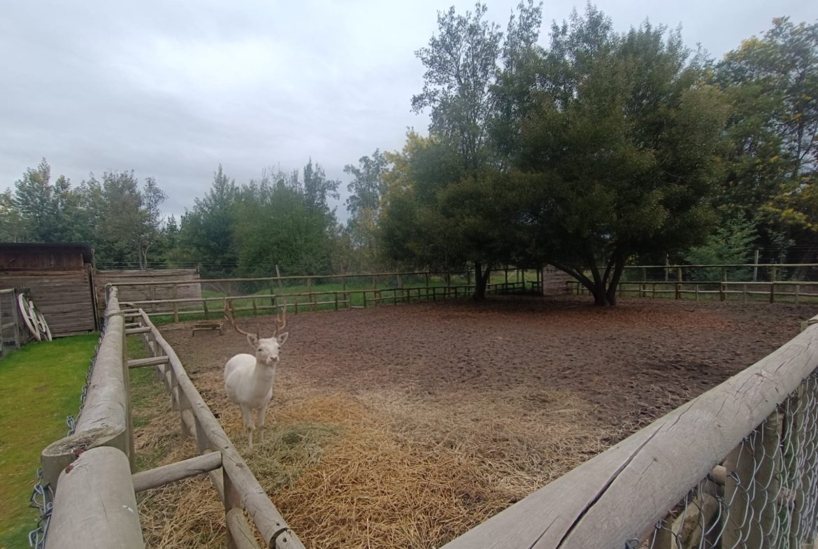 SE VENDE CAMPO DE 2,7 HECTÁREAS CAMINO A SANTA BÁRBARA