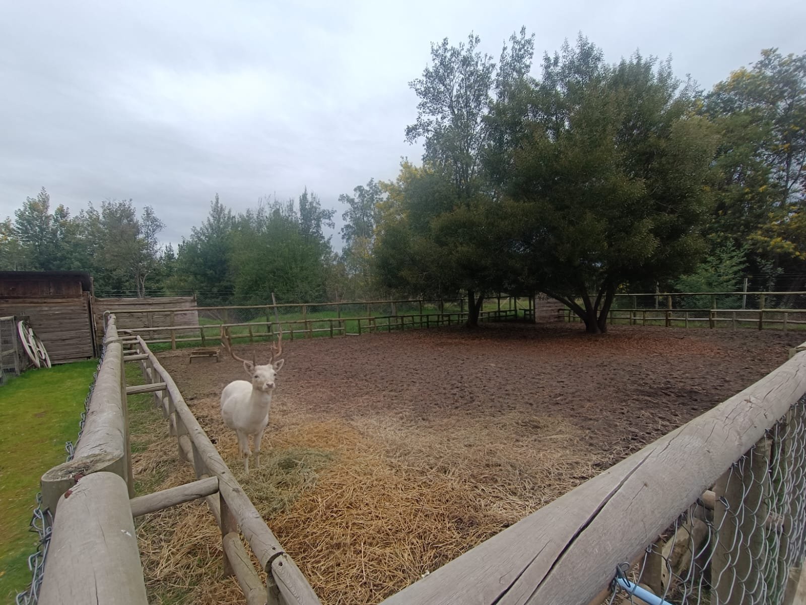 SE VENDE CAMPO DE 2,7 HECTÁREAS CAMINO A SANTA BÁRBARA