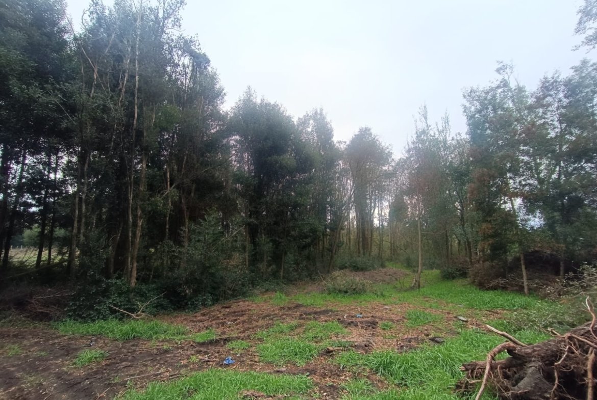 SE VENDE CAMPO DE 2,7 HECTÁREAS CAMINO A SANTA BÁRBARA
