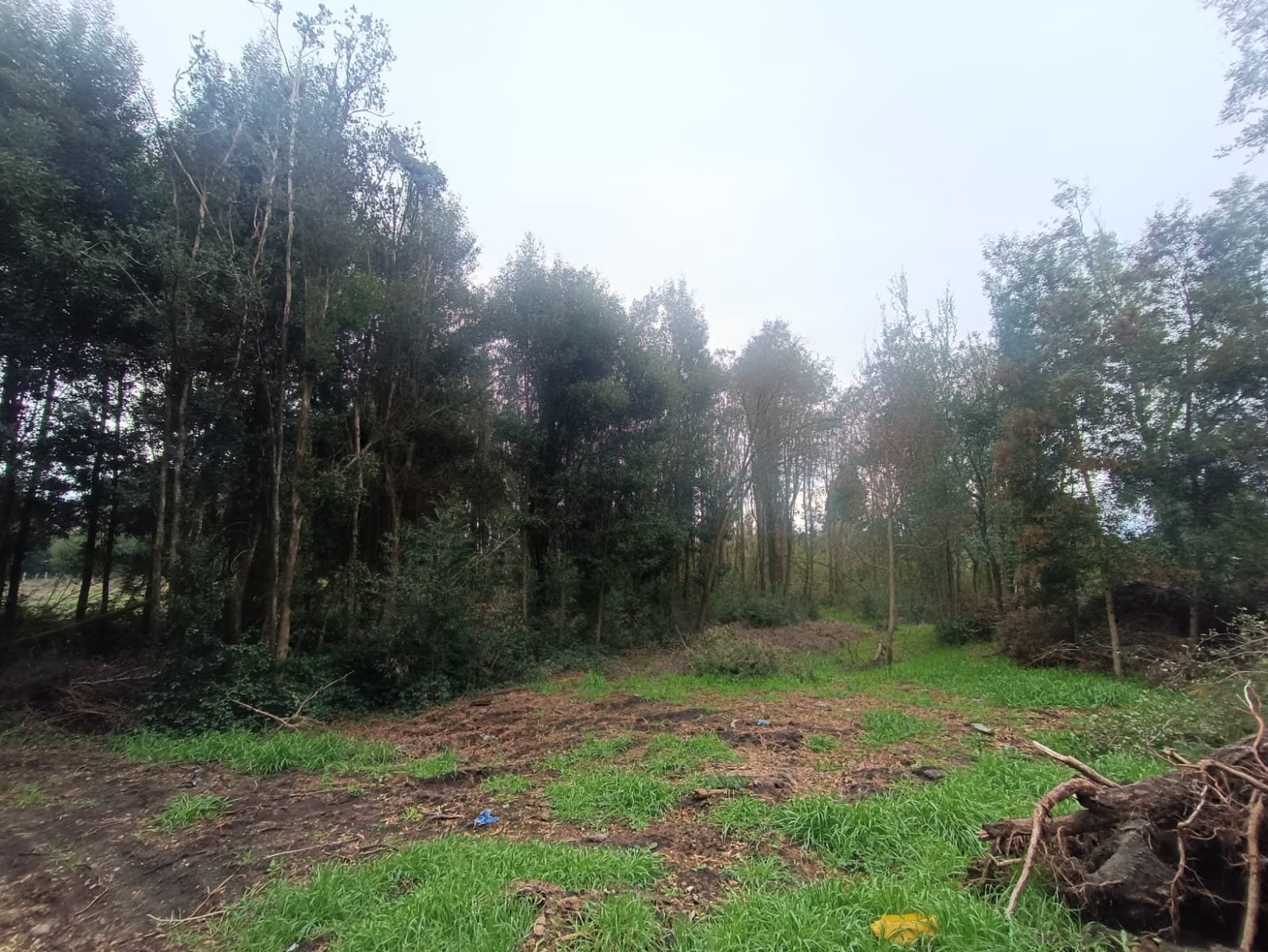SE VENDE CAMPO DE 2,7 HECTÁREAS CAMINO A SANTA BÁRBARA