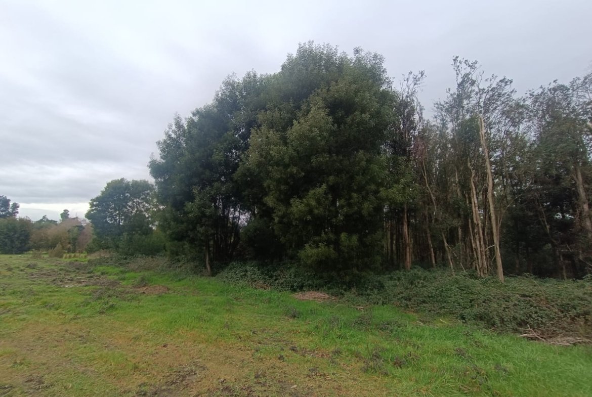 SE VENDE CAMPO DE 2,7 HECTÁREAS CAMINO A SANTA BÁRBARA