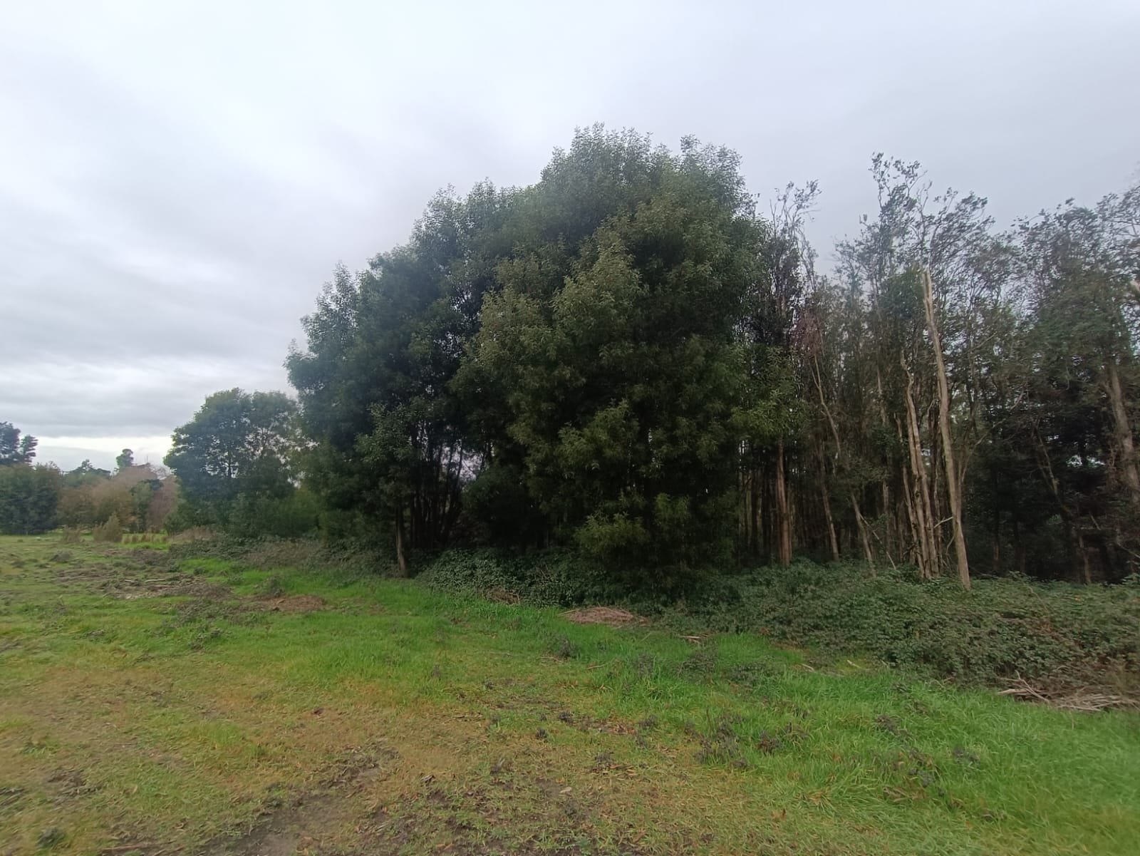 SE VENDE CAMPO DE 2,7 HECTÁREAS CAMINO A SANTA BÁRBARA