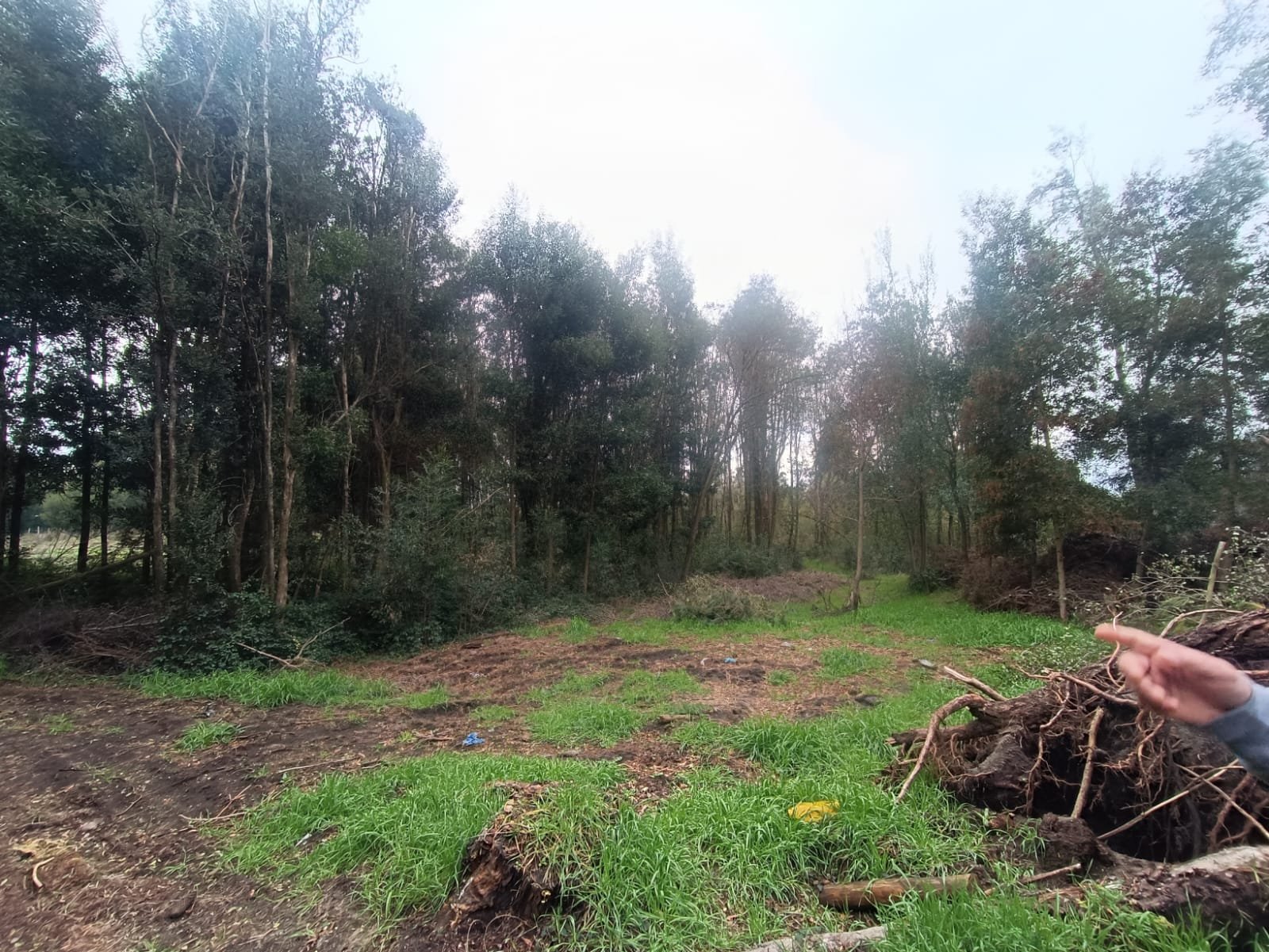 SE VENDE CAMPO DE 2,7 HECTÁREAS CAMINO A SANTA BÁRBARA
