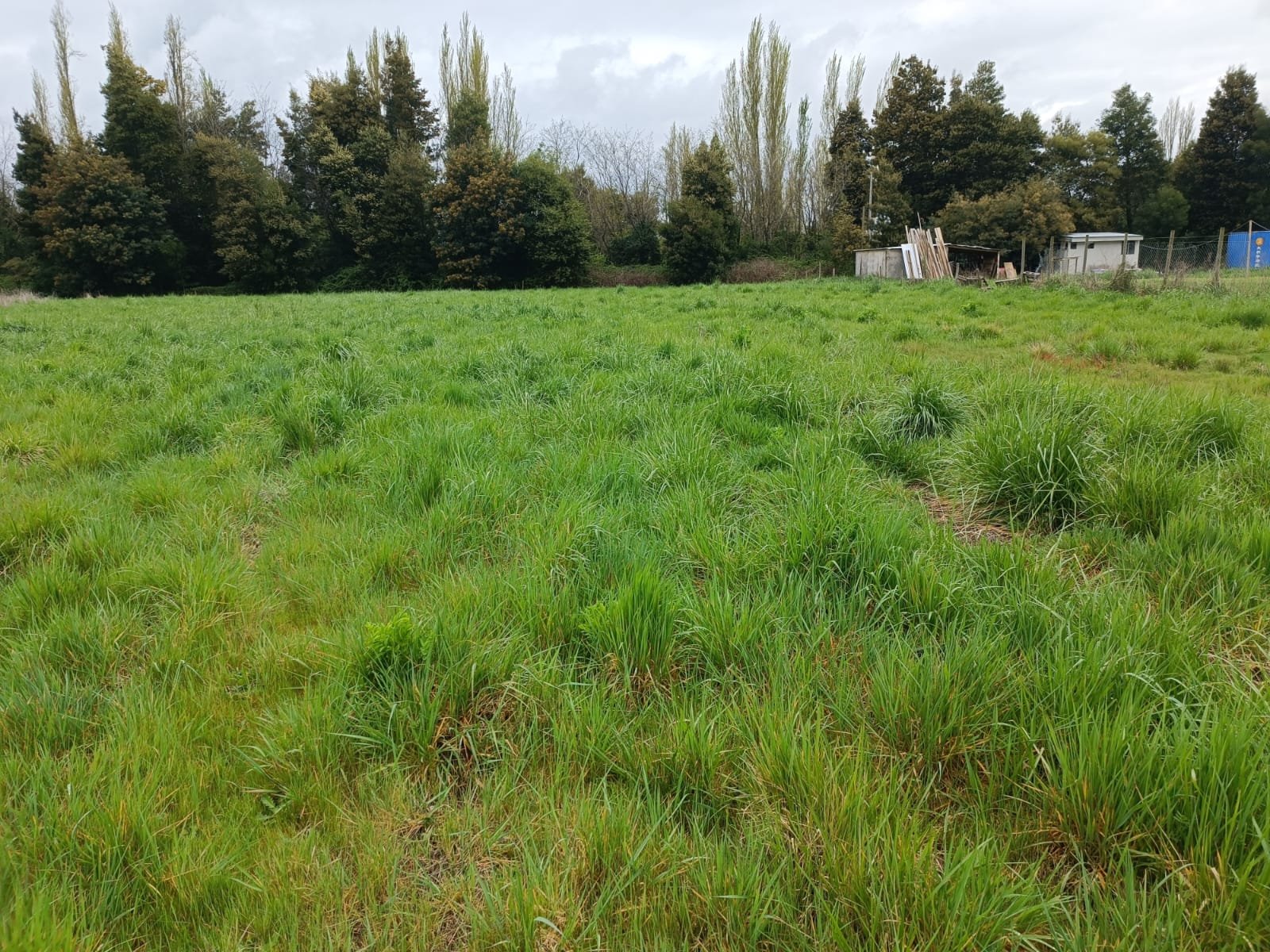 Imagen de WhatsApp 2024-09-30 a las 19.43.44_5dbfe441 VENDE PARCELA ORILLA DE CARRETERA A 4 KILOMETROS DE LOS ÁNGELES